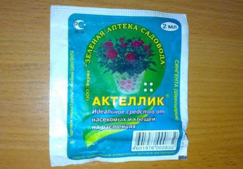 Огневка на красной смородине. Как бороться с огневкой на смородине