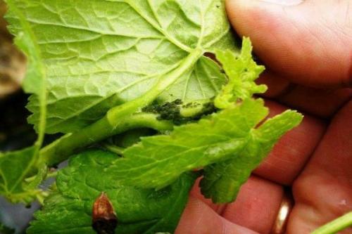 Огневка на черной смородине. Огневка на смородине: признаки появления