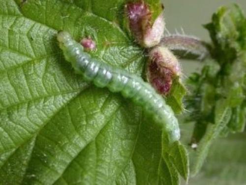 Крыжовниковая огневка на смородине в июне.. Вредители и болезни смородины в июне 22