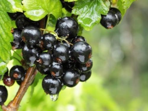 Крыжовниковая огневка на смородине в июне.. Вредители и болезни смородины в июне 24