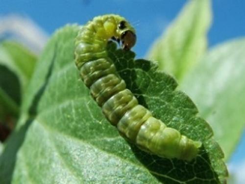 Как обработать смородину от огневки. Как бороться с огневкой на смородине 01 Как обработать смородину от огневки. Как бороться с огневкой на смородине 01