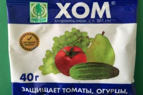 Что такое фитофтора и как она влияет на томаты. Фитофтора на помидорах: как бороться, чем обработать