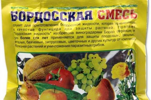Что такое фитофтора и как она влияет на томаты. Фитофтора на помидорах: как бороться, чем обработать