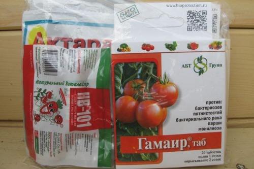 Как выращивать томаты гиганты устойчивые к фитофторе
