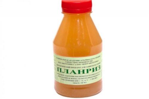 Что такое фитофтора и как она влияет на томаты. Фитофтора на помидорах: как бороться, чем обработать