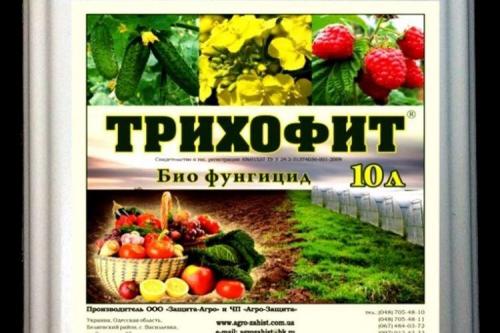 Что такое фитофтора и как она влияет на томаты. Фитофтора на помидорах: как бороться, чем обработать
