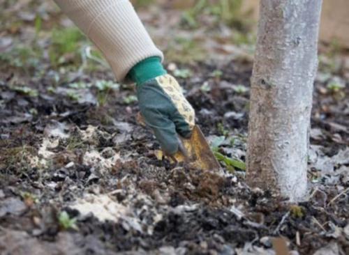 Груша осенью: лучшие удобрения для роста и урожая 03 Груша осенью: лучшие удобрения для роста и урожая 03