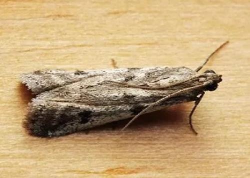 Простое средство от огневки на черной смородине. Огневка на смородине: признаки появления 13