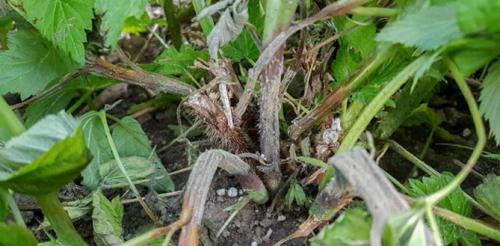 Огневка на малине. Отмирание побегов малины
