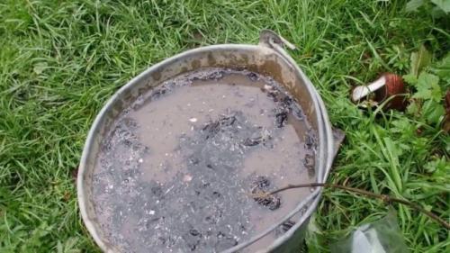 Огневка, как бороться. Как бороться с огневкой на смородине