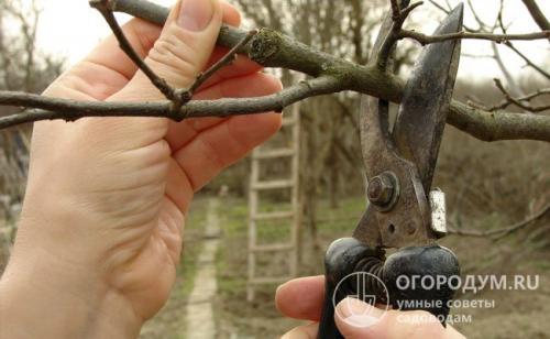 Как подготовить грушу к зиме. Неотложные работы при подготовке деревьев к зиме