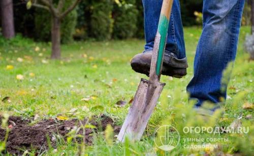 Как подготовить грушу к зиме. Неотложные работы при подготовке деревьев к зиме