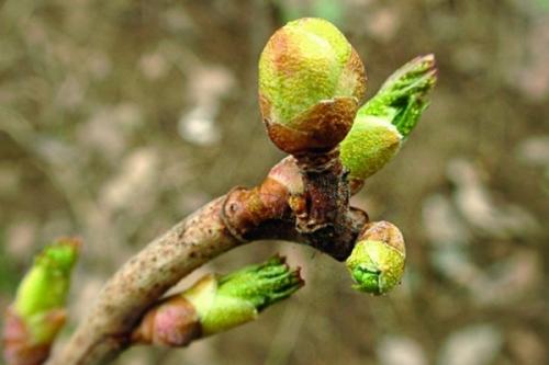 Вредители на черной смородине. Описание вредителей и методы борьбы