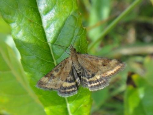 Как бороться с огневкой на смородине и крыжовнике. Как бороться с огневкой на крыжовнике? 02