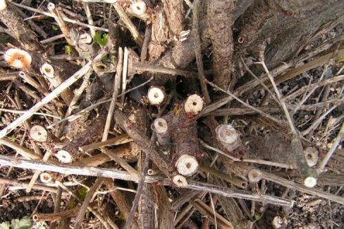 Вредители смородины стеклянница. Как избавиться от стеклянницы на смородине