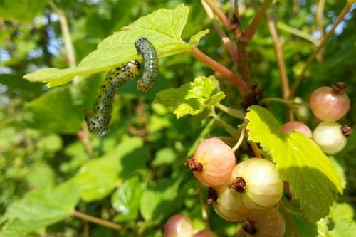 Вредители на черной смородине. Описание вредителей и методы борьбы