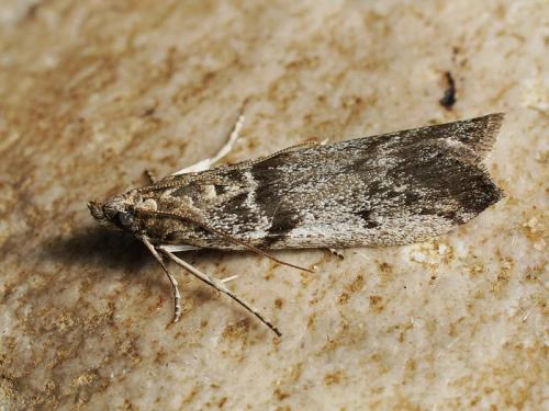 Огневка на крыжовнике. Крыжовниковая огневка: меры борьбы с садовым вредителем