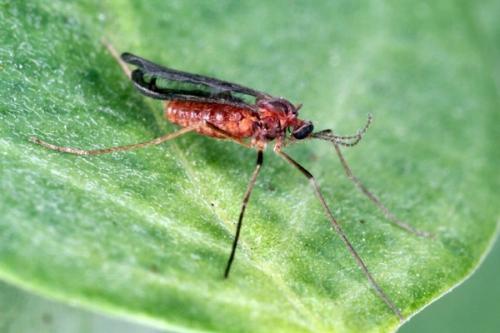 Вредители на черной смородине. Описание вредителей и методы борьбы