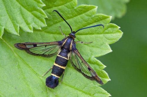 Вредители смородины стеклянница. Как избавиться от стеклянницы на смородине