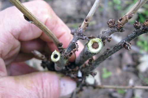 Вредители смородины стеклянница. Как избавиться от стеклянницы на смородине