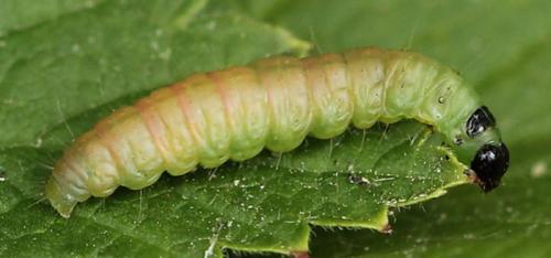 Огневка на крыжовнике. Крыжовниковая огневка: меры борьбы с садовым вредителем