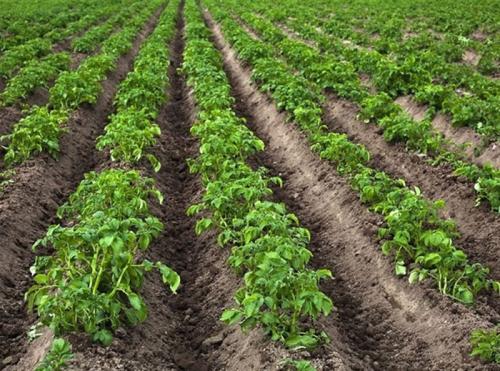 Огневка на крыжовнике. Крыжовниковая огневка: меры борьбы с садовым вредителем