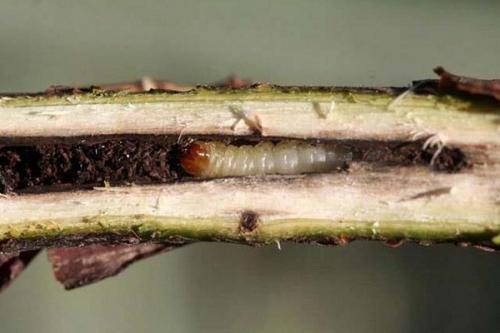 Вредители смородины стеклянница. Как избавиться от стеклянницы на смородине