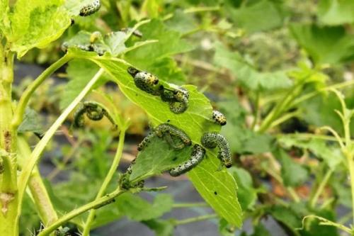 В ягодах смородины червяки. Чем опасен вредитель