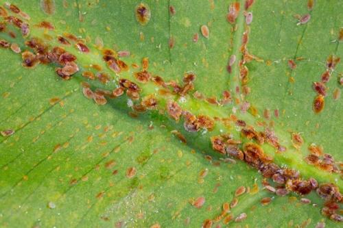 Вредители на черной смородине. Описание вредителей и методы борьбы