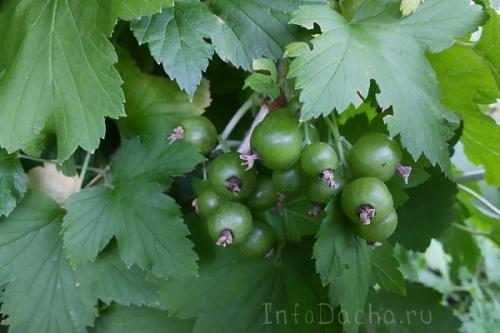 Вредители на черной смородине. Описание вредителей и методы борьбы