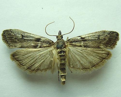 Огневка на крыжовнике. Крыжовниковая огневка: меры борьбы с садовым вредителем