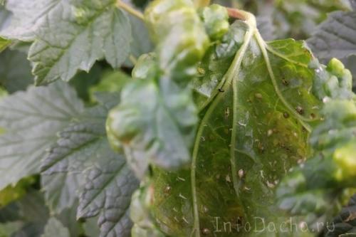 Вредители на черной смородине. Описание вредителей и методы борьбы