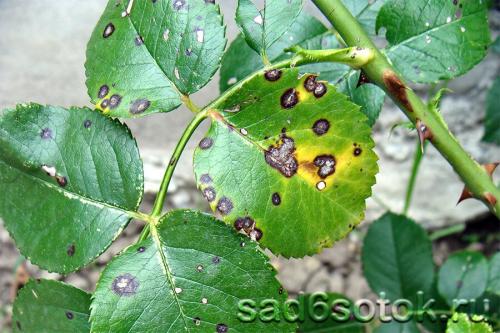 Септориоз смородины и крыжовника. Септориоз