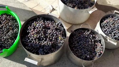 Как долго длится эффект от использования Изабеллы для вина и чачи. Рецепт приготовления браги из винограда изабелла в домашних условиях