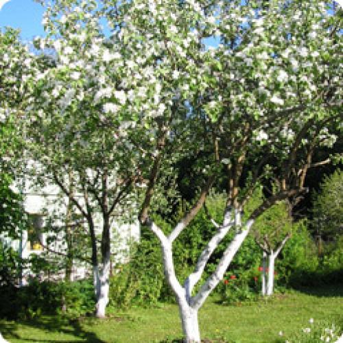 Подготовка садового участка к зиме. КАК ПОДГОТОВИТЬ САД К ЗИМЕ