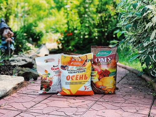 Подготовка плодовых деревьев к зиме. Как подготовить плодовые деревья и кустарники к зиме 01