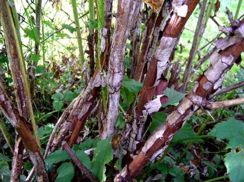 Огневка на малине. Отмирание побегов малины