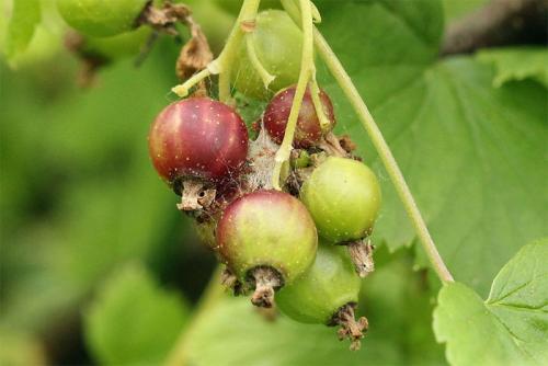 Огневка на крыжовнике чем обработать. Крыжовниковая огневка: меры борьбы с садовым вредителем