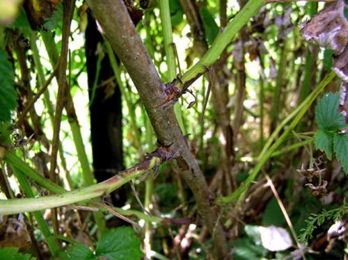 Огневка на малине. Отмирание побегов малины