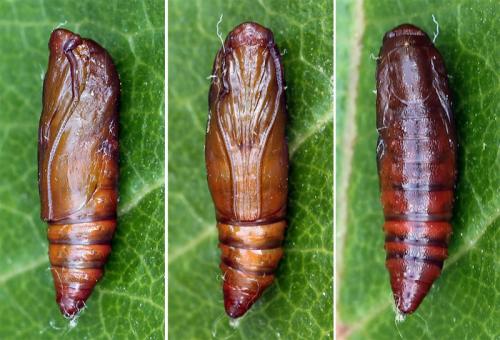 Огневка на крыжовнике чем обработать. Крыжовниковая огневка: меры борьбы с садовым вредителем