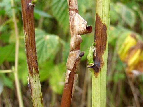 Огневка на малине. Отмирание побегов малины