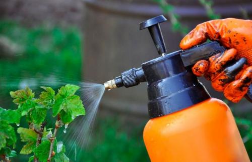 Огневка на смородине, что делать. Химические препараты для лечения огнёвки 02 Огневка на смородине, что делать. Химические препараты для лечения огнёвки 02