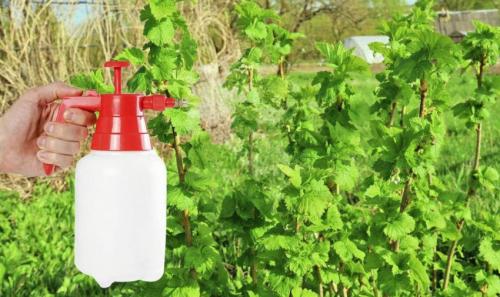 Огневка на смородине, что делать. Химические препараты для лечения огнёвки 01 Огневка на смородине, что делать. Химические препараты для лечения огнёвки 01