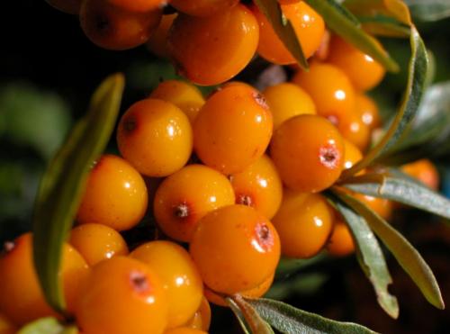 Подготовка облепихи к зиме. Чем удобрять облепиху осенью: разница между мужскими и женскими кустарниками