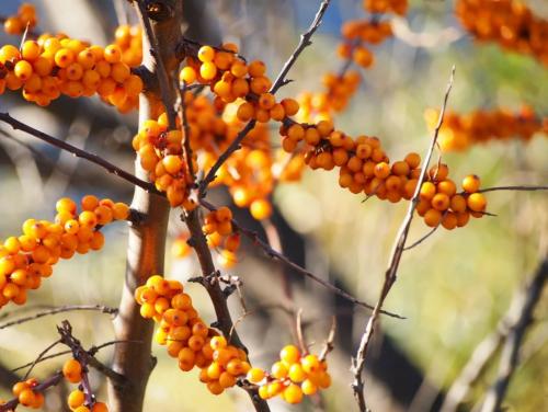 Подготовка облепихи к зиме. Чем удобрять облепиху осенью: разница между мужскими и женскими кустарниками