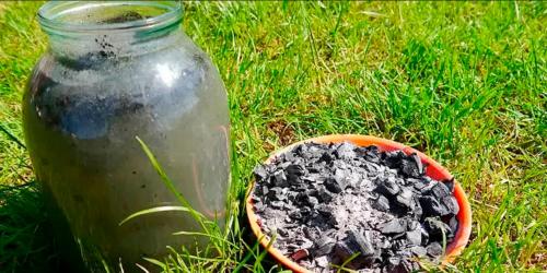 Подготовка облепихи к зиме. Чем удобрять облепиху осенью: разница между мужскими и женскими кустарниками