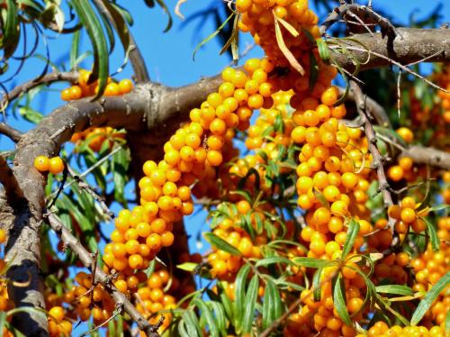 Подготовка облепихи к зиме. Чем удобрять облепиху осенью: разница между мужскими и женскими кустарниками