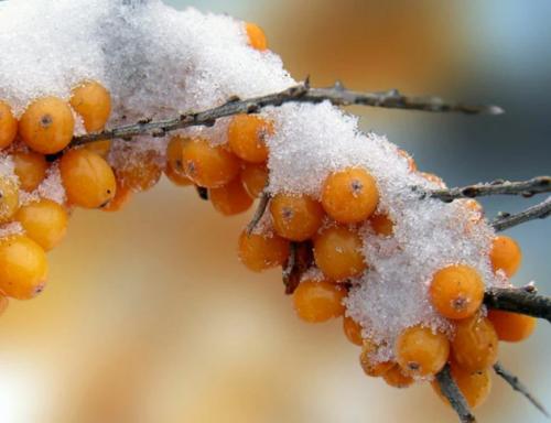 Подготовка облепихи к зиме. Чем удобрять облепиху осенью: разница между мужскими и женскими кустарниками