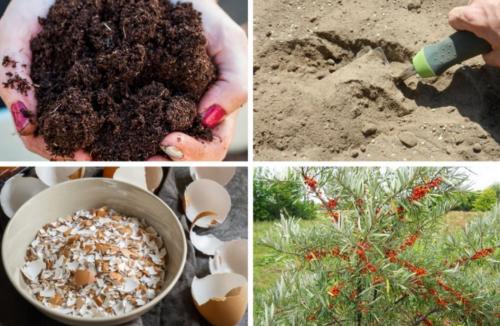 Подготовка облепихи к зиме. Чем удобрять облепиху осенью: разница между мужскими и женскими кустарниками