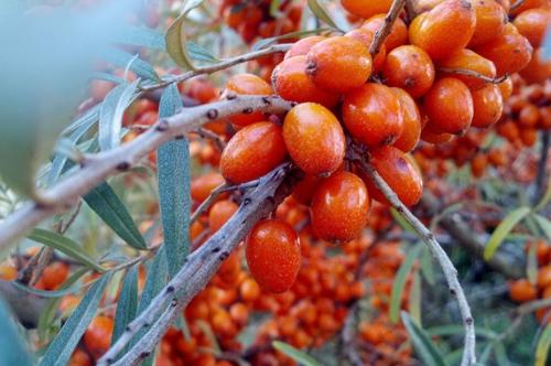 Подготовка облепихи к зиме. Чем удобрять облепиху осенью: разница между мужскими и женскими кустарниками